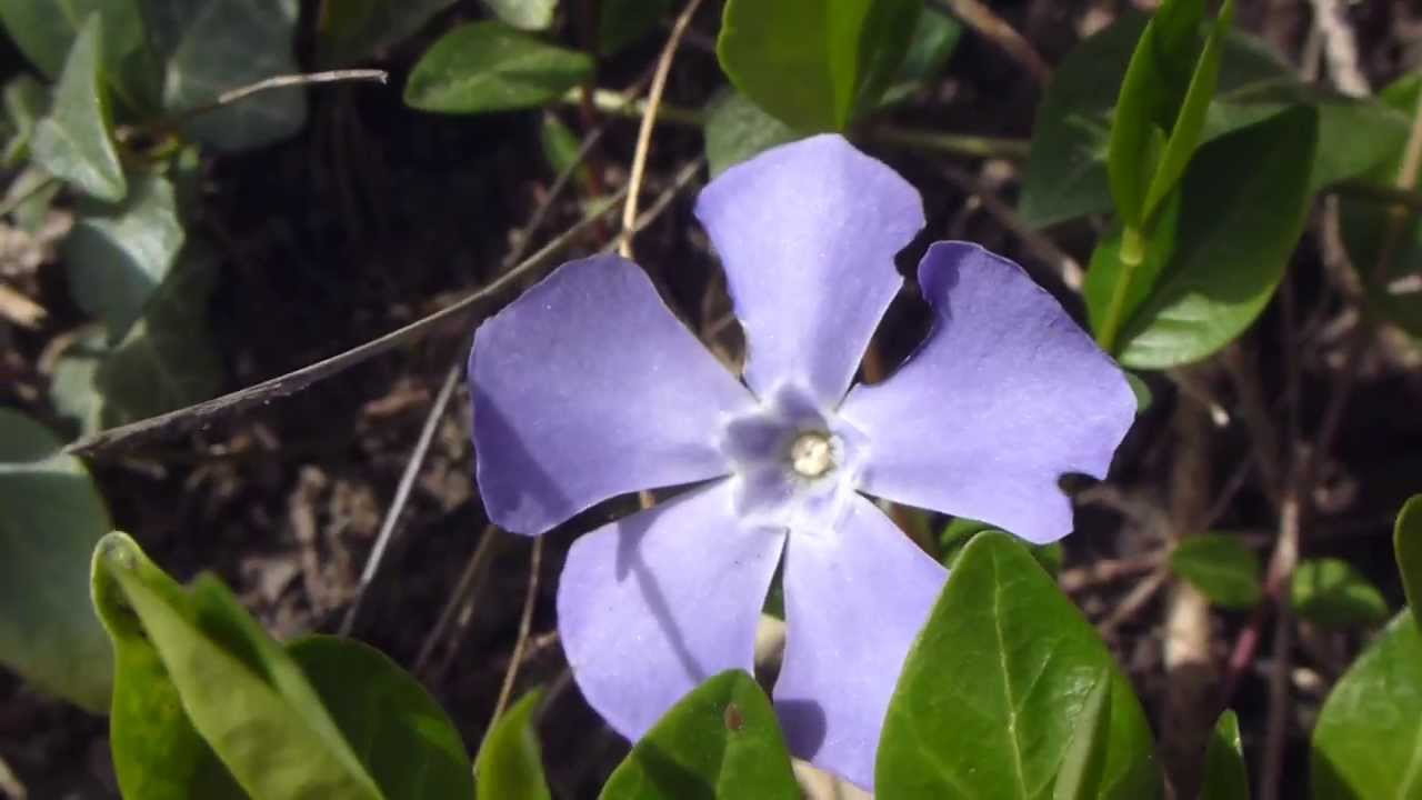 Periwinkle - Vinca minor - Hörpulauf - Vetrarlauf - Þekjuplanta  - Vorplöntur - Eiturjurtir