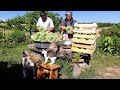 Harvesting Organic Cauliflower and Pickling With Dill, Outdoor Cooking