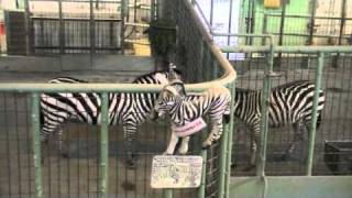 グラントシマウマ 飛馬