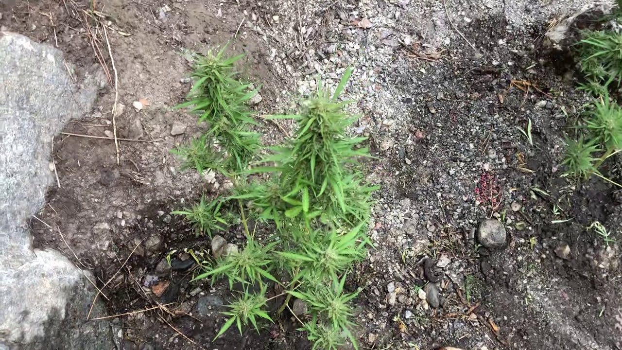 Marihuana Cultivo Exterior / Critical Widow (Floración)
