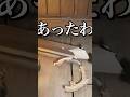 ゴーストの骨Lv99999999999 #phasmophobia #ファスモフォビア #むにエル