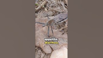 Deadly Assassin Bugs: Rising Threats in the South