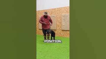 How To Get Your Dog To Walk To Heel