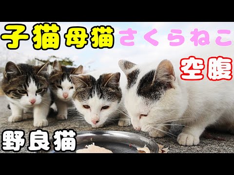 子猫 母猫 さくらねこ 野良猫いろんな猫たちにご飯をあげたら幸せそうに食べた