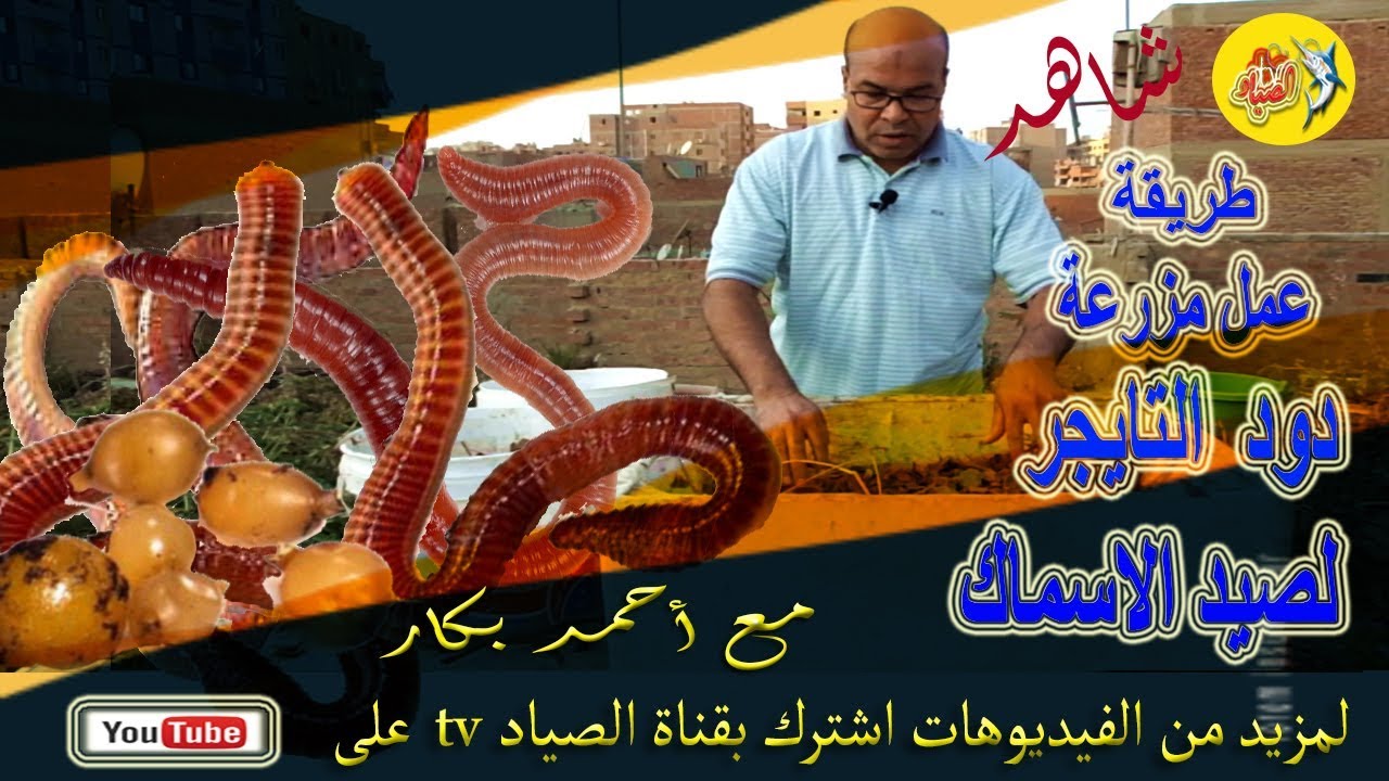 طريقة عمل مزرعة دود التايجر والريد ويجلر لصيد الاسماك