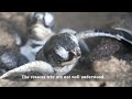 Help stc raise 70000 for urgent turtle work in tortuguero this giving tuesday