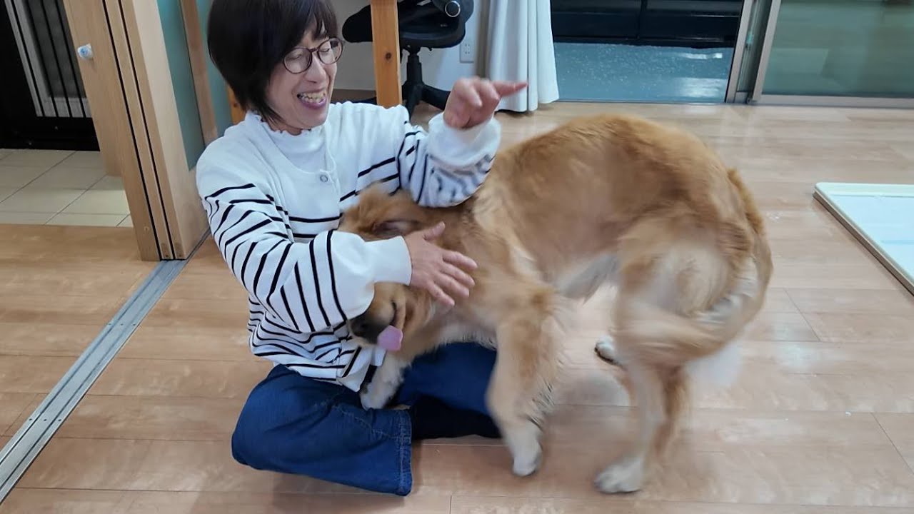 ゴールデンレトリバー Wow! No way! Both Mom and Dad were surprised by this. [Golden