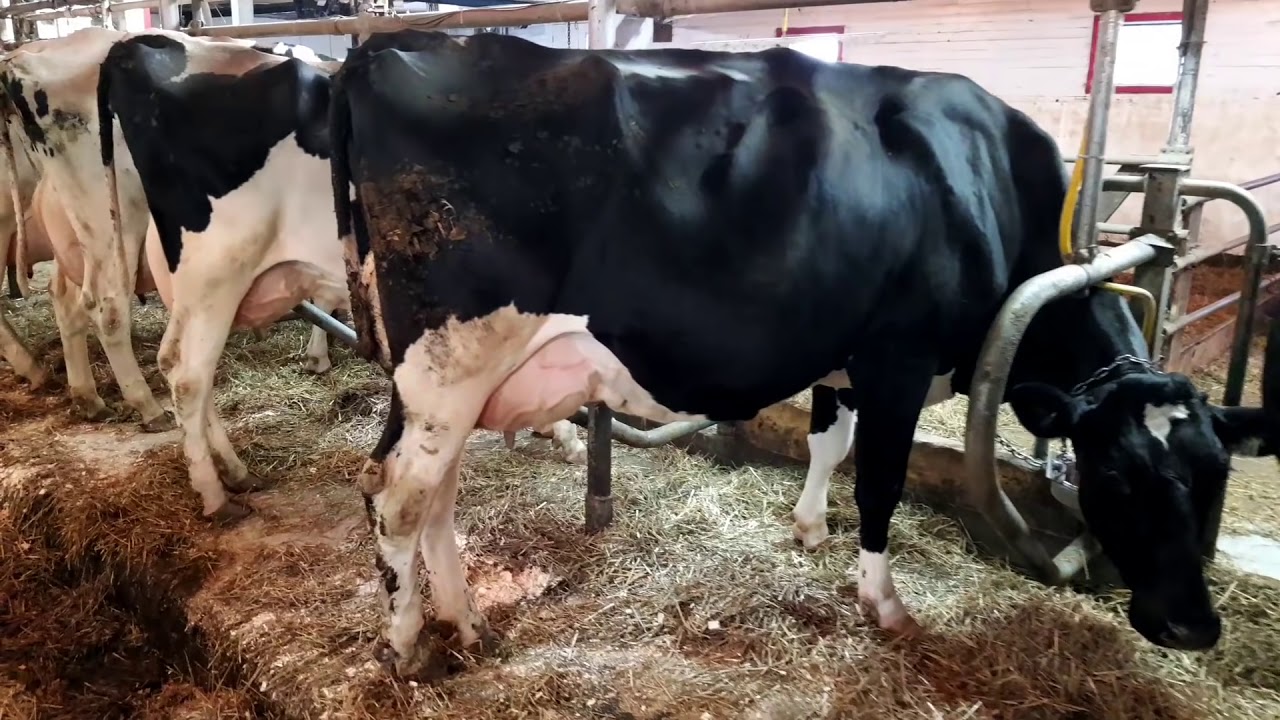 Visite d'un élevage laitier au Québec
