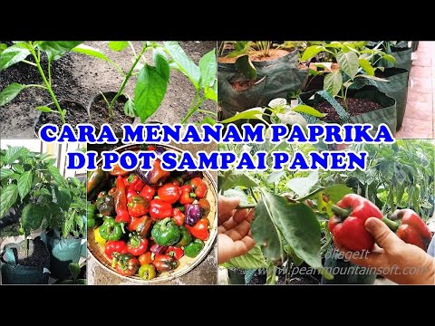 Video: Cara Membuat Paprika Isi 