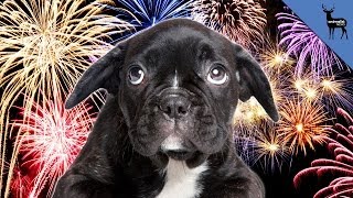 How To Calm Your Pets During Fireworks