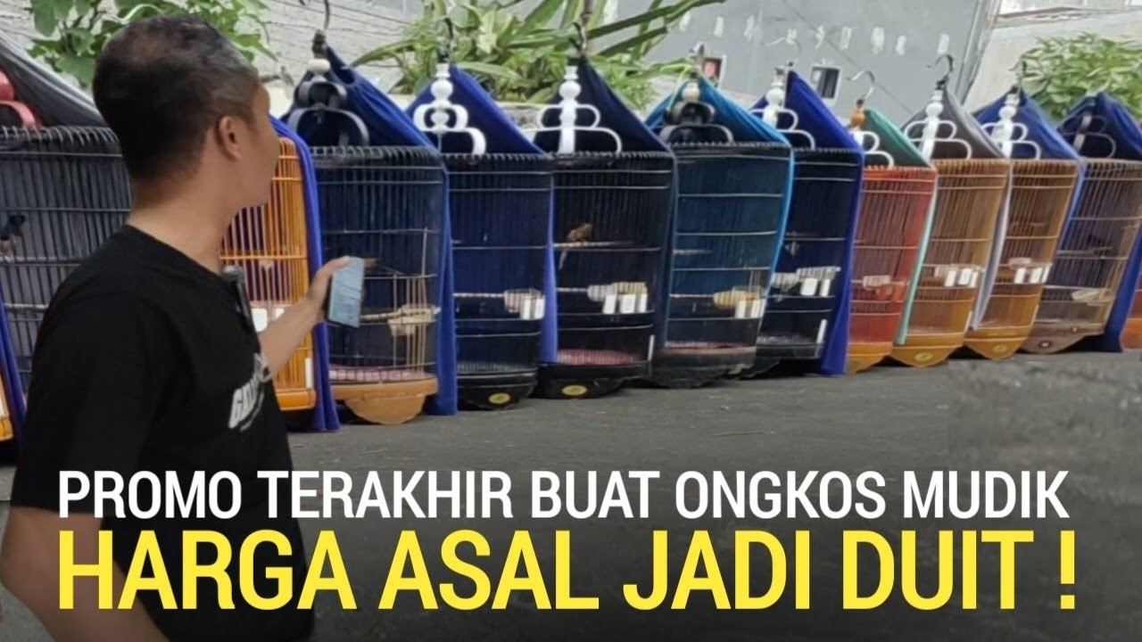 MUDIK LEBARAN ! MURAI BATU GACOR PROSPEK  DIJUAL ASAL JADI DUIT MARKAS GALERI MURAI JAKARTA 