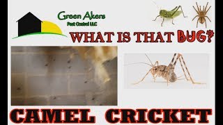 CAMEL CRICKETS ARE BACK! - What is a camel cricket? Find out now. | What is that bug?