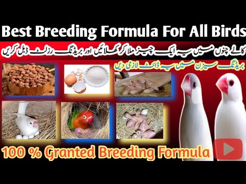 Best Breeding Diet For All Birds | Java Sparrow Breeding Formula |  Breeding Formula Java birds 🐦