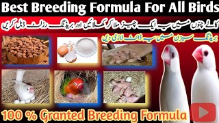 Best Breeding Diet For All Birds | Java Sparrow Breeding Formula | Breeding Formula Java birds 🐦