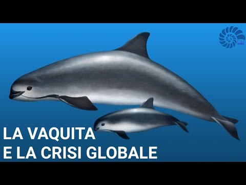 Video: Qual è la durata della vita di Vaquitas?