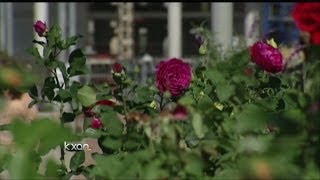 Allergies to go from bad to worse?