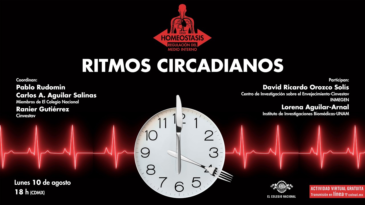 Ritmos circadianos | Ciclo: Homeostasis: regulación del medio interno