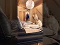 【小声で】ゴールデンレトリバーを呼んでみたらw #コール家