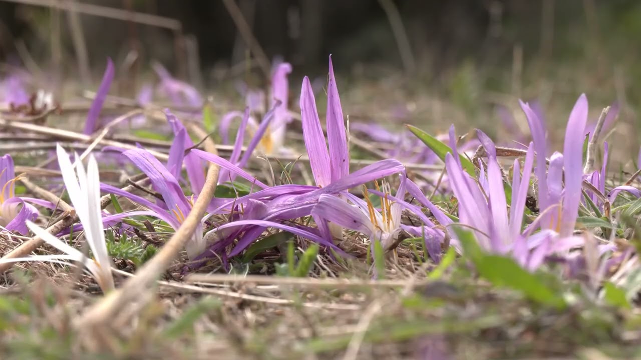 Tesoros de Ourense | Chandrexa de Queixa, una maravilla en el Macizo Central
