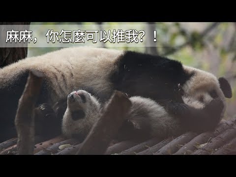 《熊貓早晚安》這孩子太臟了，不然不想要了！| iPanda