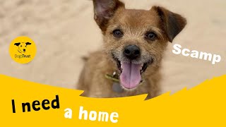 Scamp The Super Terrier Dogs Trust Loughborough