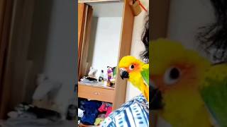 masti time sun conure cute parrot bird 🦜 #parrot #talkingparot #nonstoptalkingparrot #superbparrot