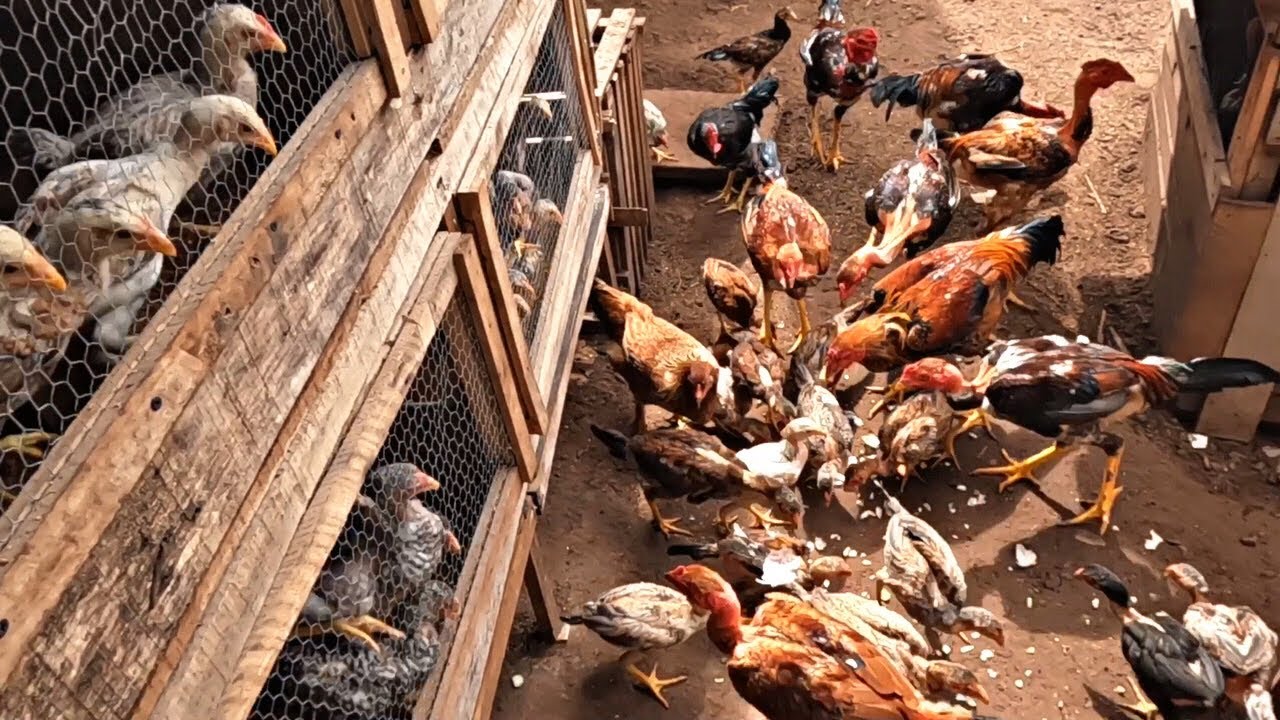 MISTURANDO RAÇÃO COM QUIRERA: ALIMENTAÇÃO ECONÔMICA PARA GALINHAS CAIPIRAS