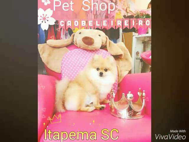 🐶😻👍.. CAOBELEREIRO PET SHOP. AMOR, CONFIANÇA & RESPEITO