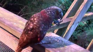 More Kaka action