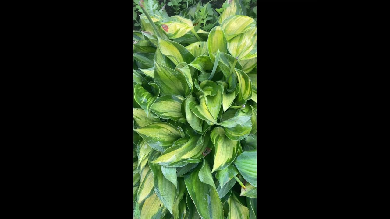 hosta tick tock. Хоста тик ток - YouTube