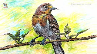 How To Draw Colorful Bird Sketch And Coloring With Pencil Art Color Pencil Art