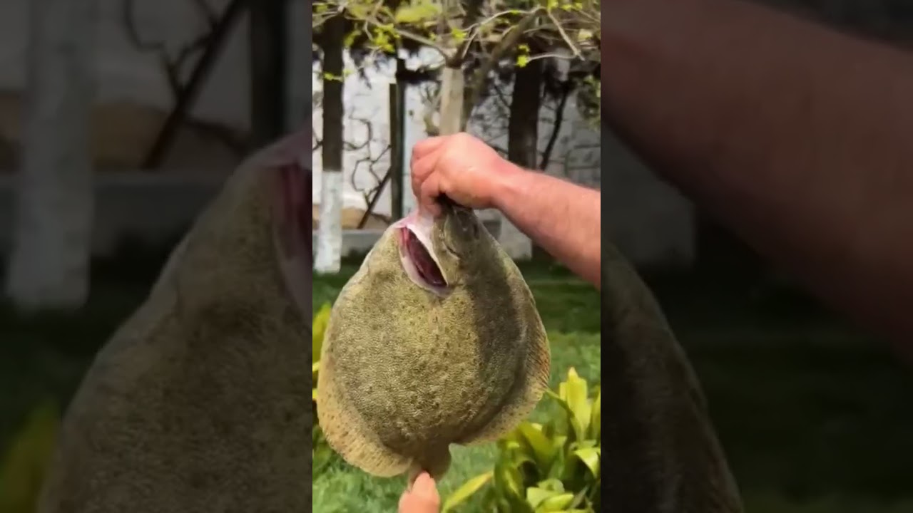 Large scophthalmus Fish Baked Under Salt In The Oven. 
