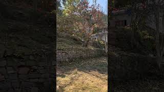 #palestine #dammi #falastine #autmn #ajk