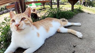 ベンチの下に集まって日射しを避ける猫達