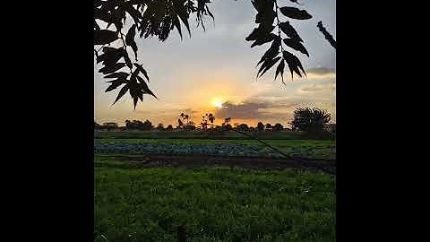 القارئ محمد سلامة | ما تيسر من سورة الشعراء | تراويح 1446ه‍