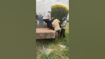 Hoa Cúc Đại Đoá Tết 2024 Khánh Hòa Chậu 1M2 1M 85 60 40 Hoa Cúc Giống Xuất Các Tỉnh  #shorts