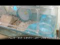 ジャンガリアンハムスター ライブ放送