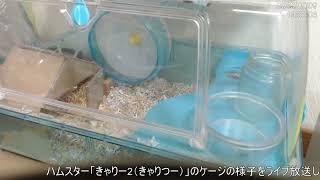 ジャンガリアンハムスター ライブ放送