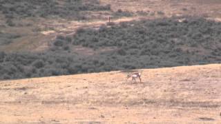Sitting Shot with a 308 MOA Maximum - Doe Antelope 350 yards