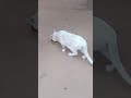 my cat #tranding #dance #love #shortvideos #viral