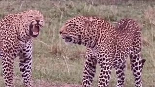 Big Masai Mara Male Leopards Fighting For Territory