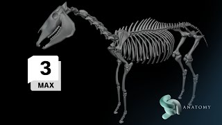 How To Model A Horse Skeleton In 3ds Max (Part 3)