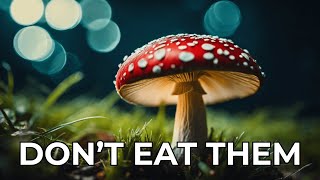 🍄 How to Spot a Poisonous Mushroom? 🧐🌿