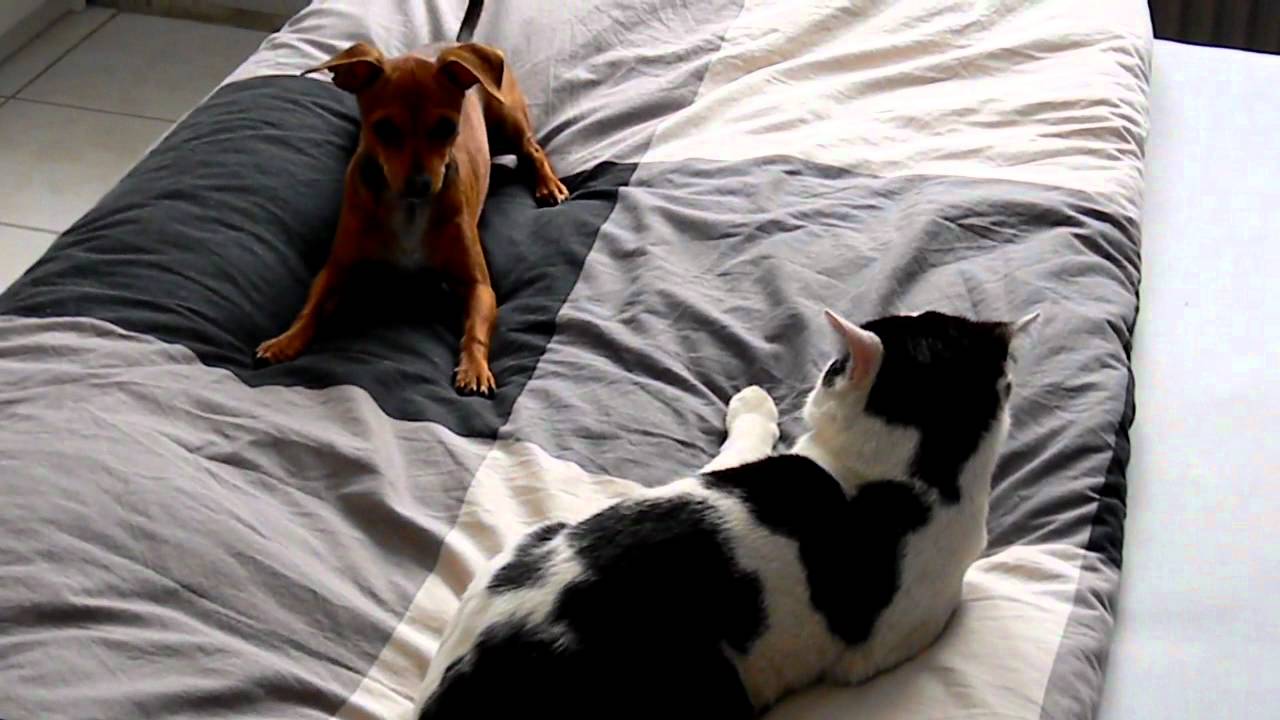 Tom en Turbo kat en hond  YouTube