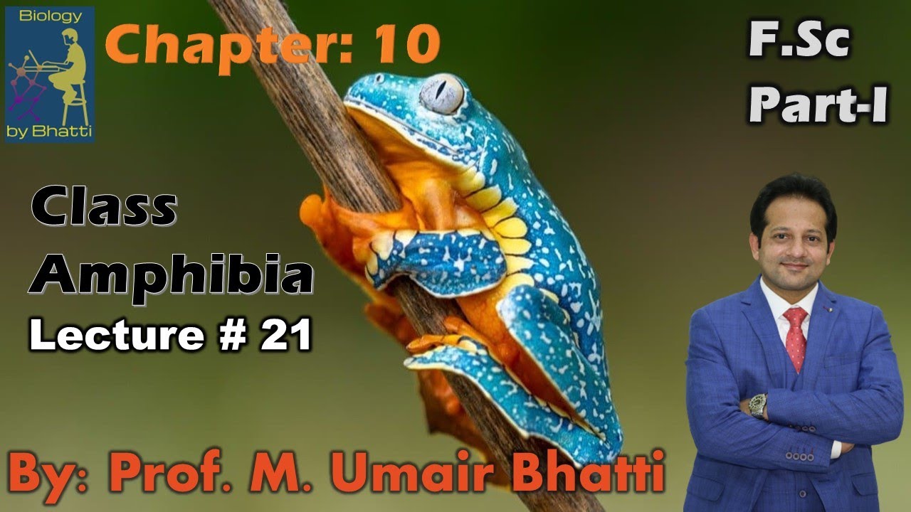 Class Amphibia | F.Sc Biology Chapter 10 | Biology Class 11 | BiologybyBhatti Umair Bhatti
