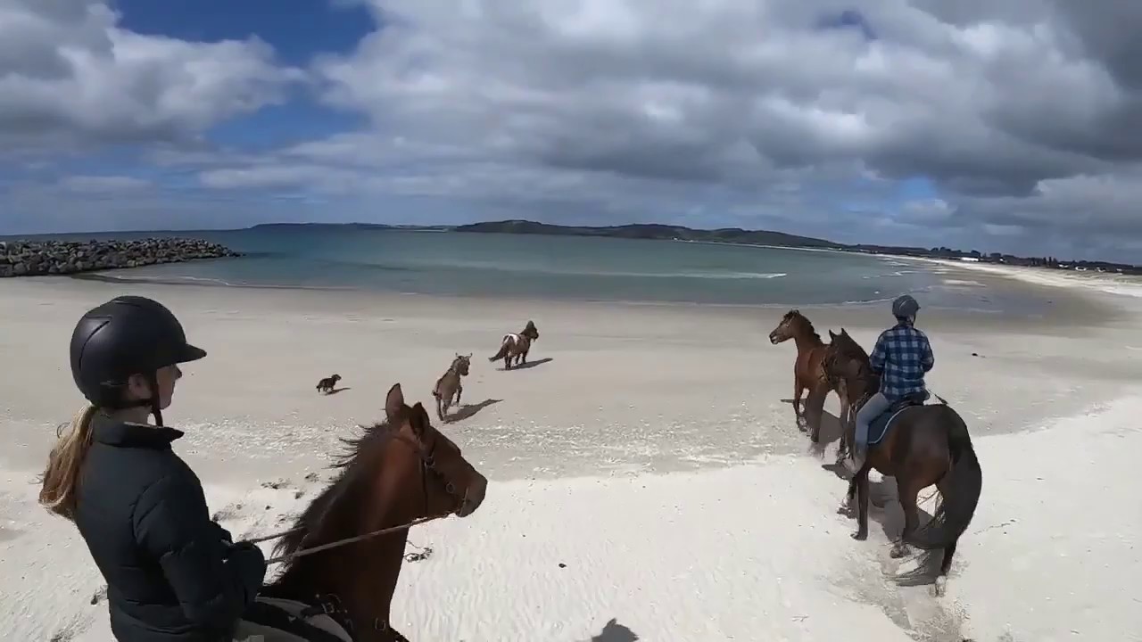 Geoffrey The Conqueror!