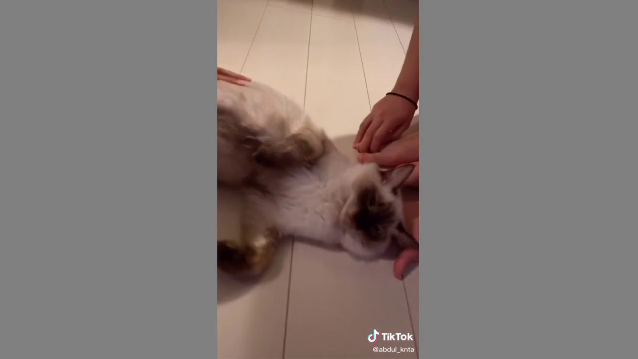 後少しだよ 頑張ろーね 猫のいる暮らし 愛猫 妊娠 出産 陣痛 子猫 ラグドール ペルシャ猫 エキゾチックショートヘア Kucing Rugdoll Youtube