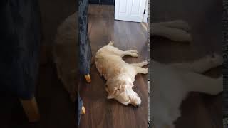 Golden Retriever Wags Tail in Sleep | #Shorts | OberynTheGolden