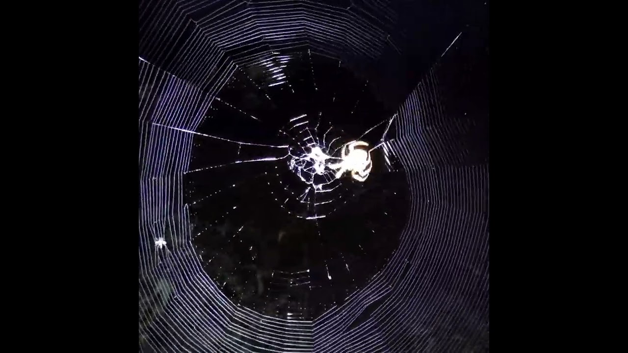 Time lapse of orb Weaver spider building web