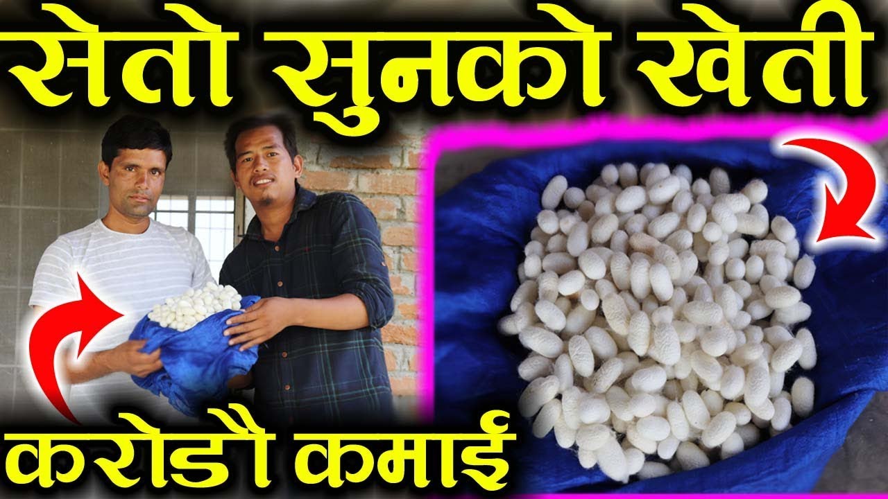 सेतो सुनको खेती सम्बन्धी सपूर्ण जानकारी | Silk Farming | Silk Clothes | Import And Export Business